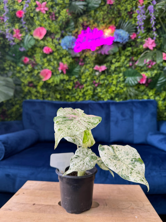 Alocasia Blizzard