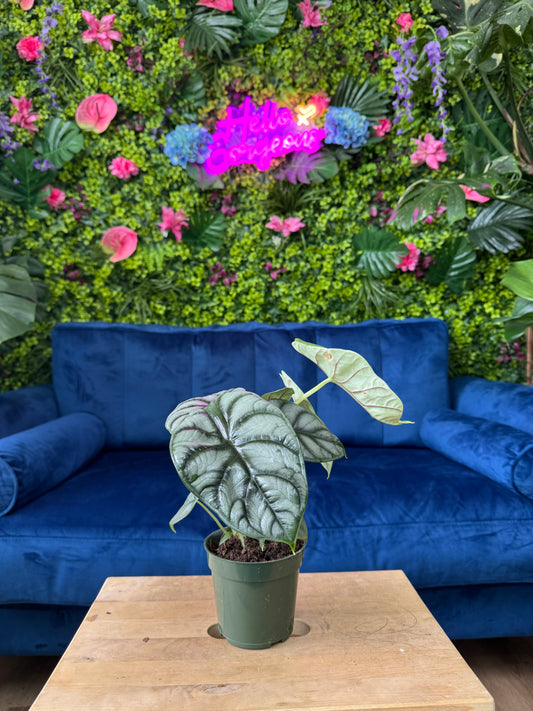 Alocasia Sliver Dragon