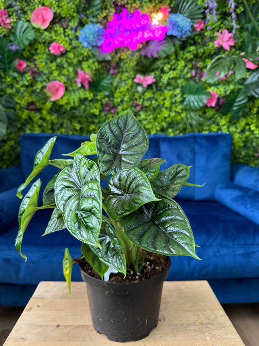 Alocasia Dragon Scale