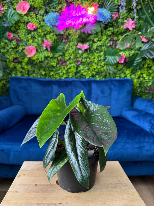 Alocasia Scalprum