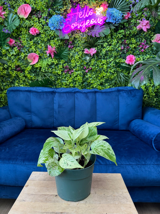 Snow Queen Pothos