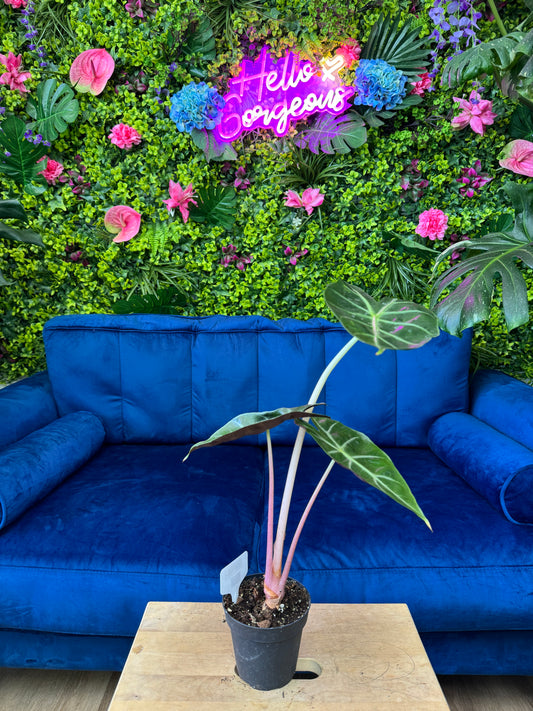 Alocasia Morocco