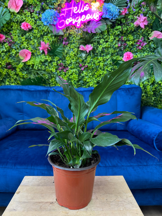 Peace Lily Mojo