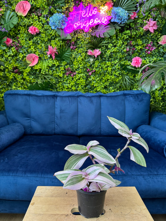Tradescantia Nanouk