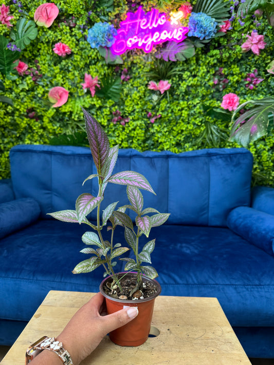 Persian Shield