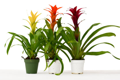 3 Guzmania Bromeliads