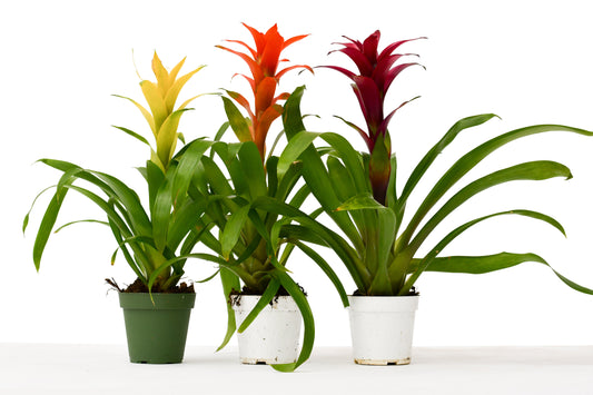 3 Guzmania Bromeliads